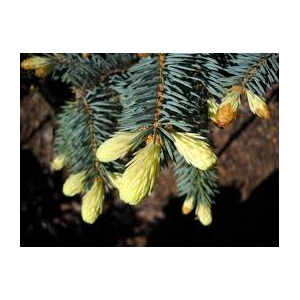 Eglė dygioji (Picea pungens) &#039;Fruhling gold&#039;